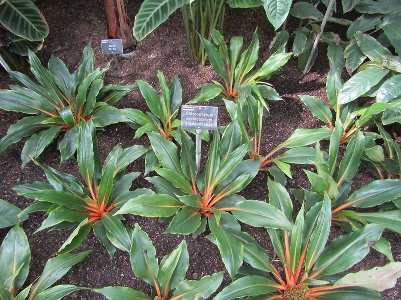 Chlorophytum orchidastrum (Fire Flash, Fire Glory, Green Orange Spider ...