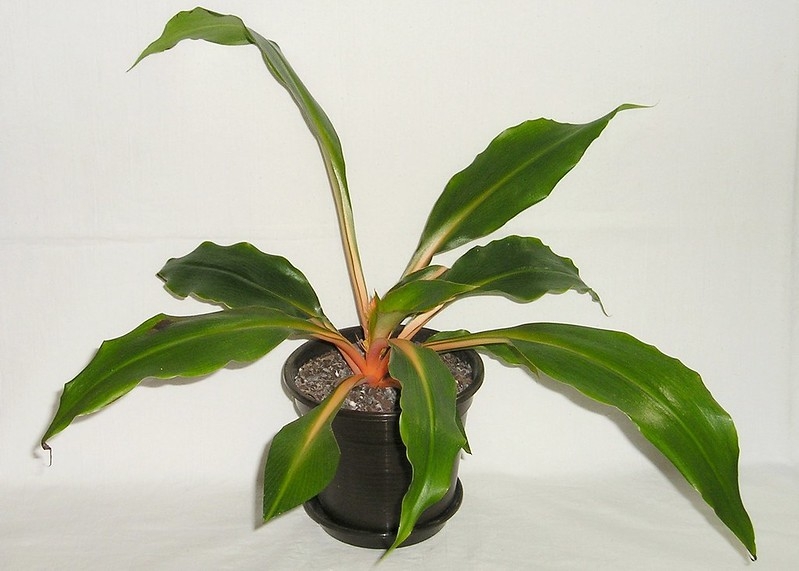Chlorophytum orchidastrum (Fire Flash, Fire Glory, Green Orange Spider ...