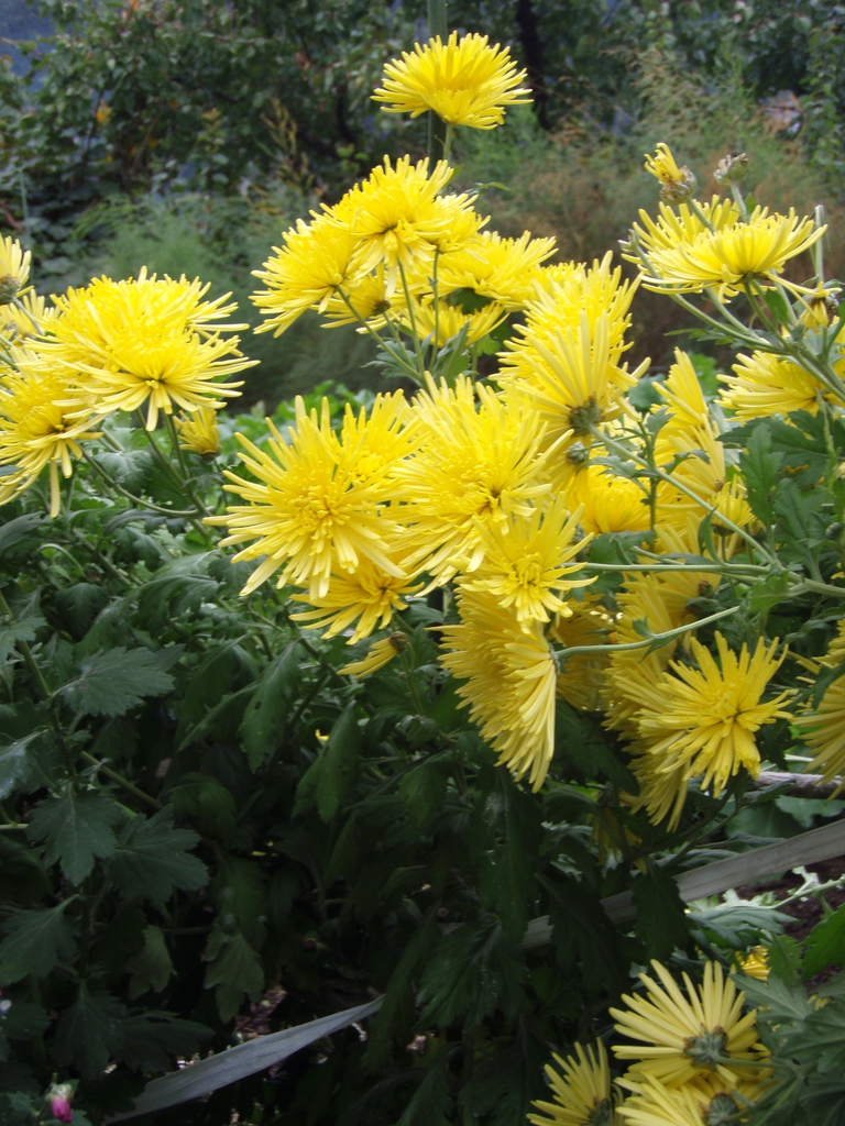 leaves and flowers