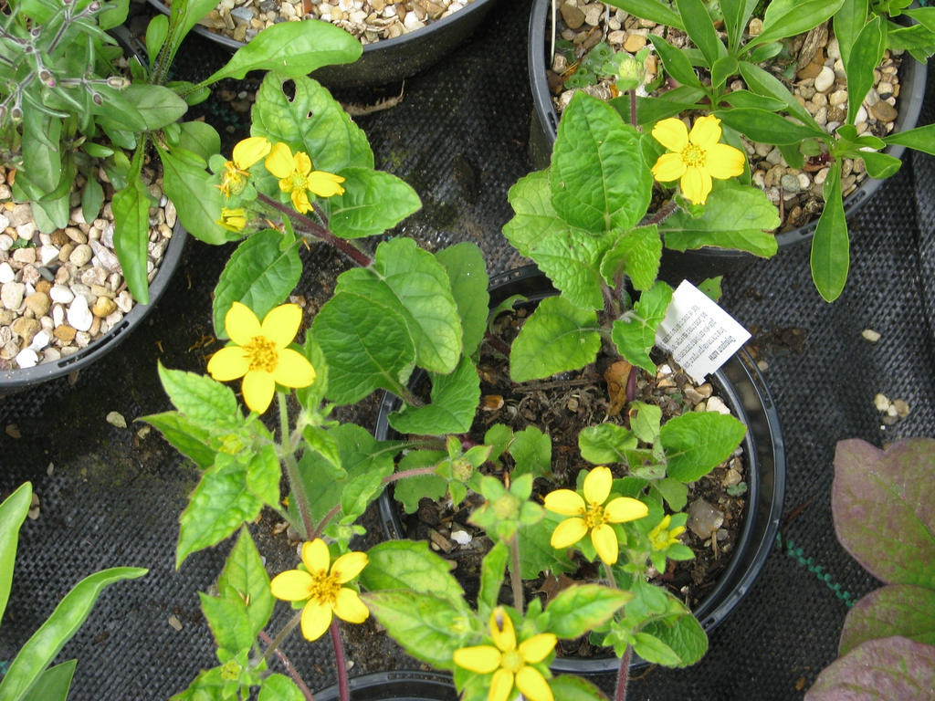 leaves and flowers