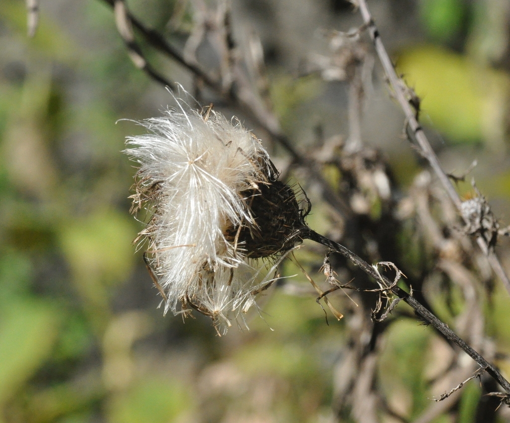 tall thistle plant