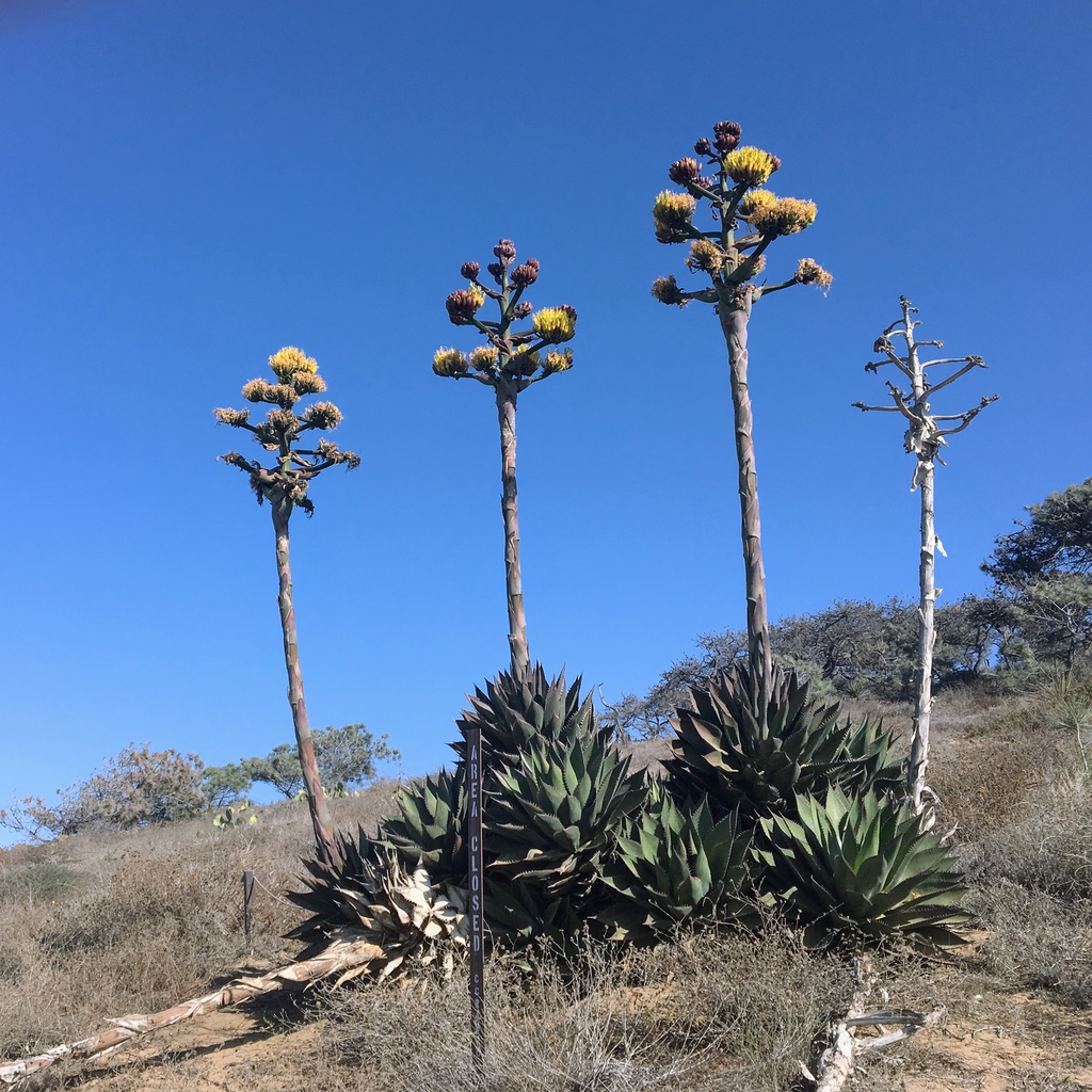Blue Agave Plant Flower