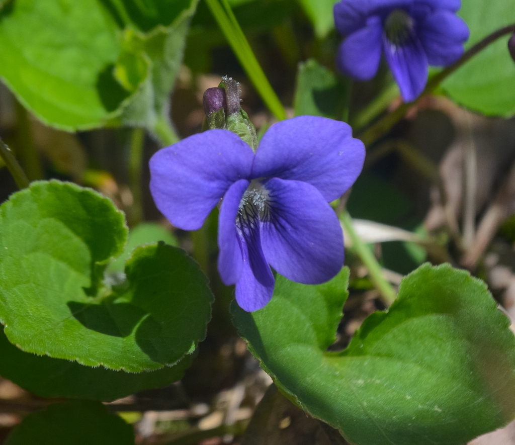 Common Blue Violet ( Viola sororia)