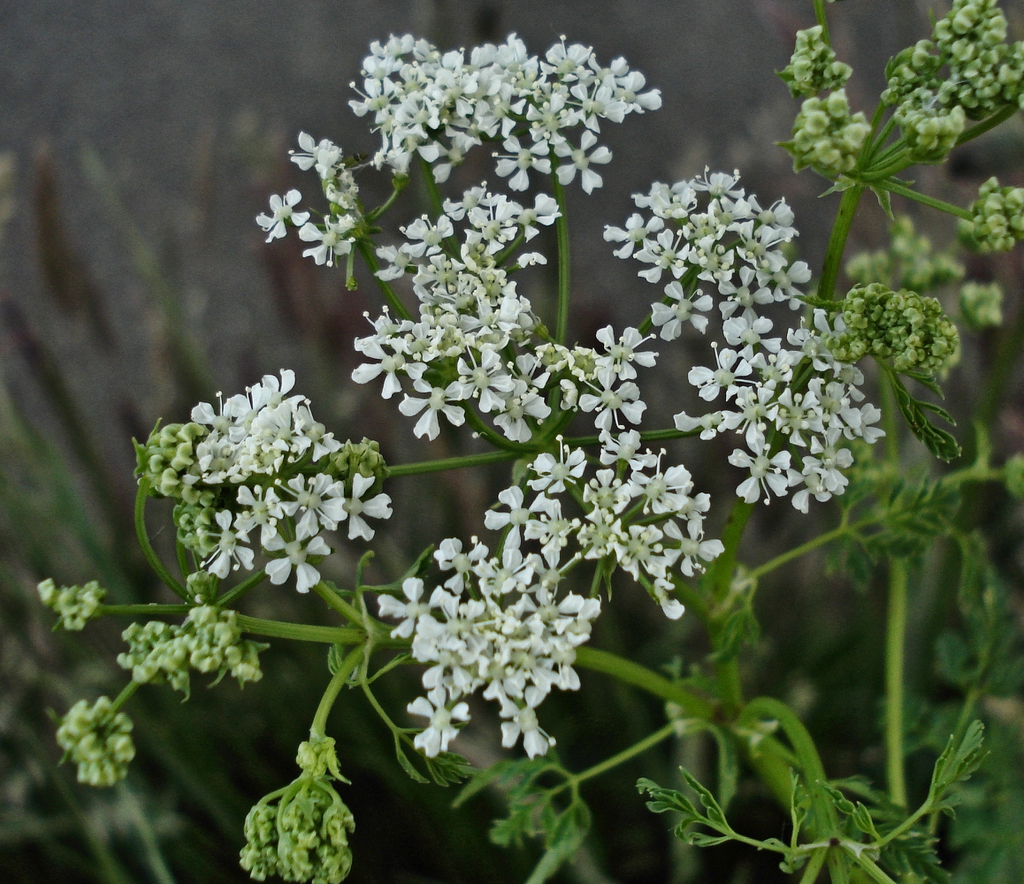Conium Maculatum Deadly Hemlock Poison Fool s Parsley Poison Hemlock 