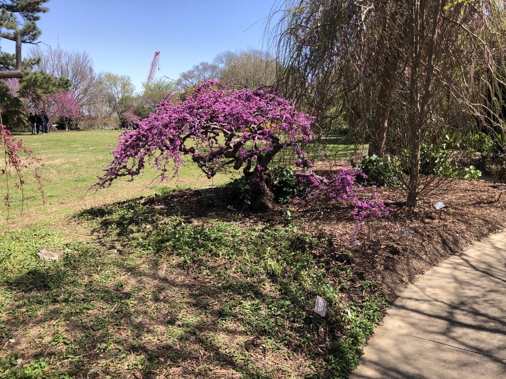 Cercis canadensis var. texensis (Pata de Vaca, Texas Redbud) | North ...