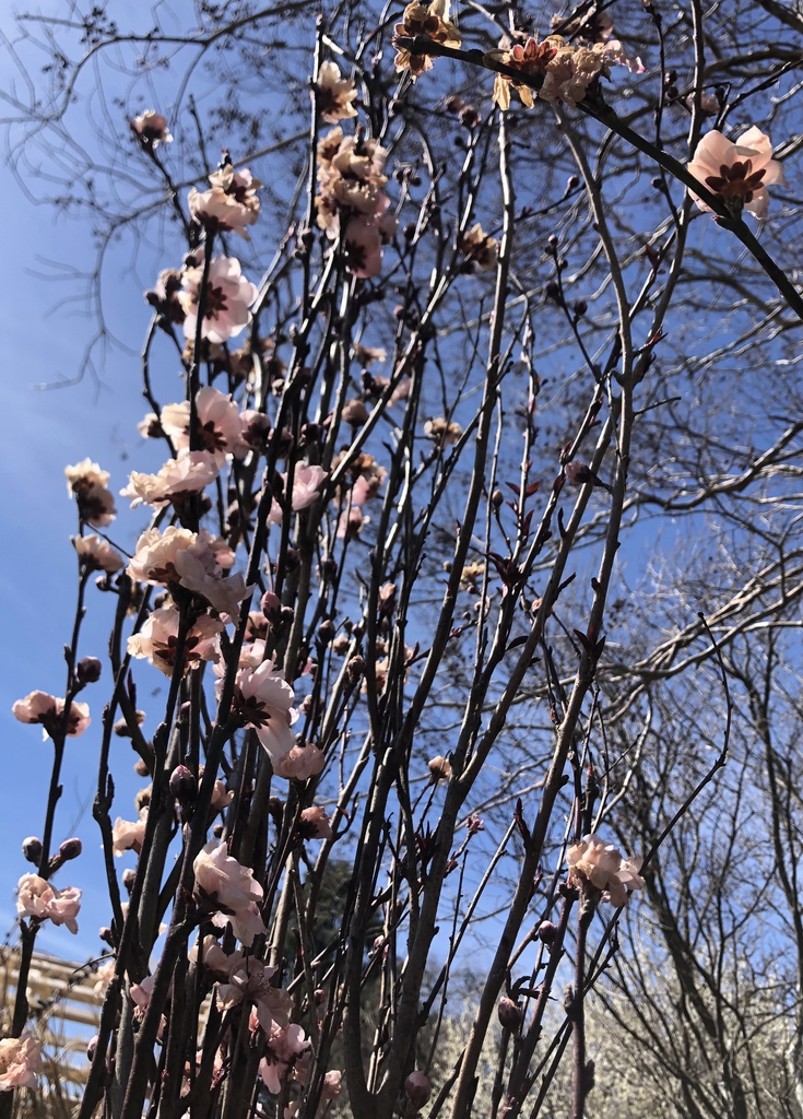 'Corinthian Pink' Frost Damaged Flowers - March - Wake Co., NC