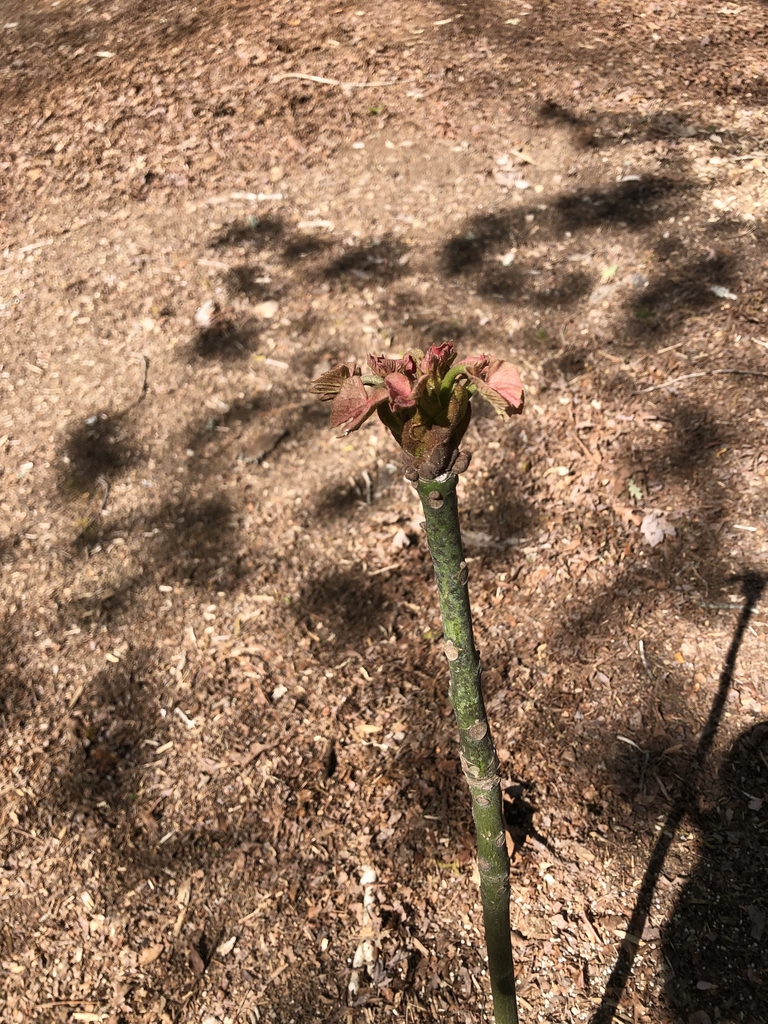 Side view of seedling trunk - April 10 - Warren Co., NC