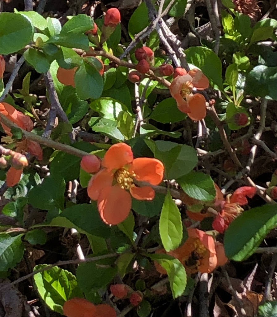 Closeup - Wake Co., NC