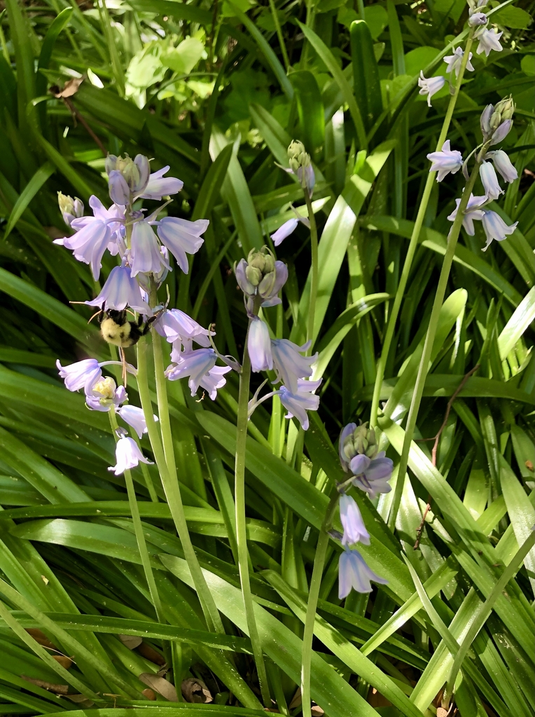 Complete Guide to Spanish Bluebells