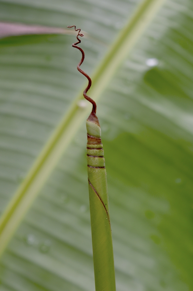 Cigar leaf precursory appendage - July - Warren Co., - NC