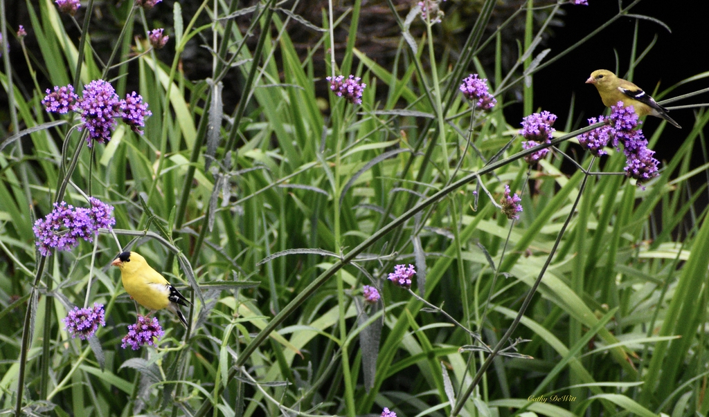 W/ Goldfinches - Summer - Wake Co., NC