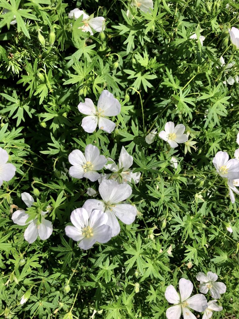 'Album', form, Wake Co. NC, late spring