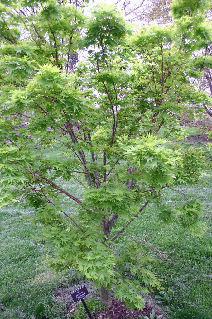 Coral bark Japanese maple, Acer palmatum 'Sango-kaku'