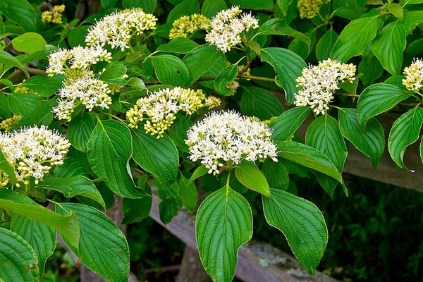 Cornus Alternifolia Alternate leaf Dogwood Alternateleaf Dogwood Cornus Alternifolia Alternate leaf Dogwood Alternateleaf Dogwood