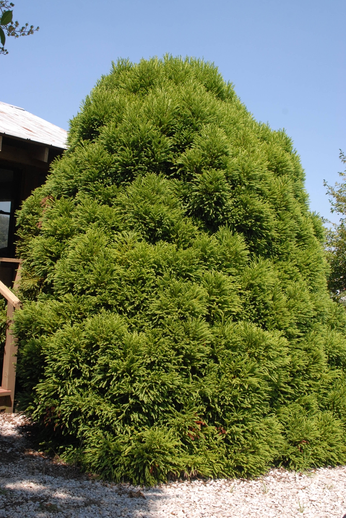 'Globosa Nana' Tree