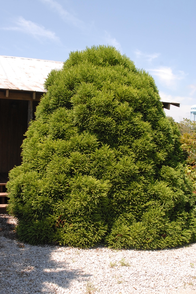 'Globosa Nana' Tree