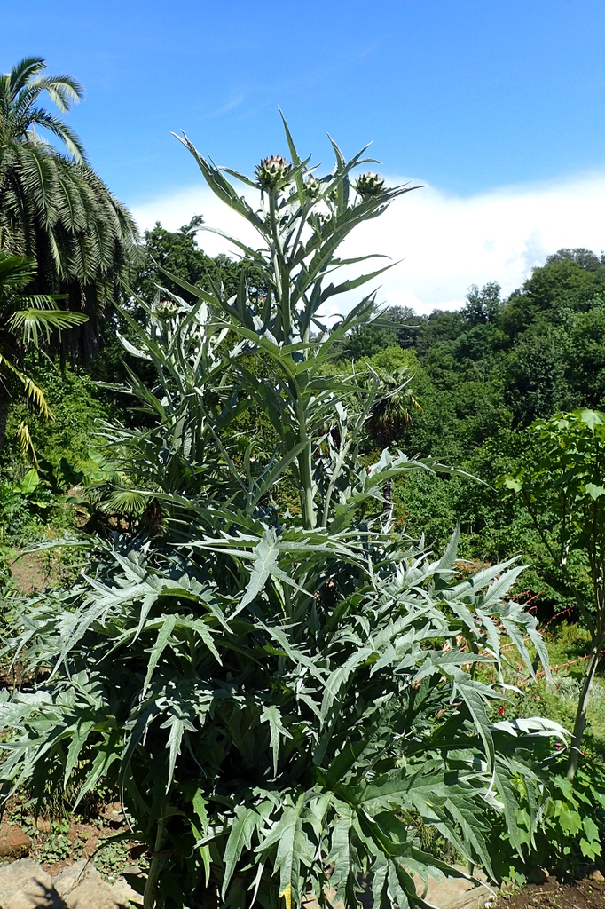 Cynara cardunculus (Scolymus Group) leaves and form