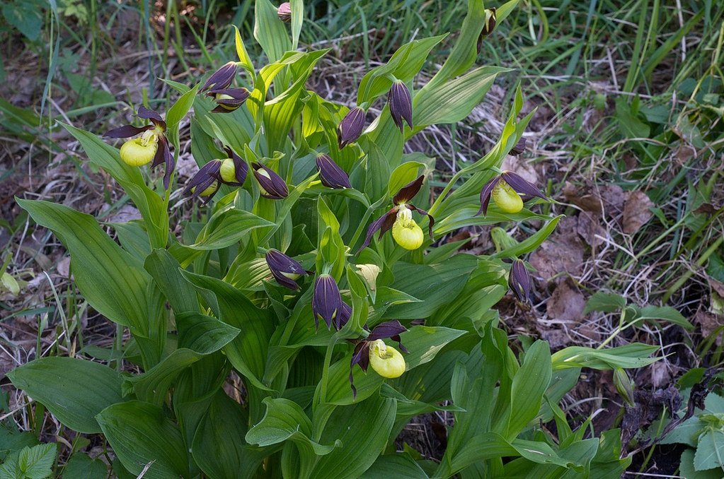 Cypripedium calceolus