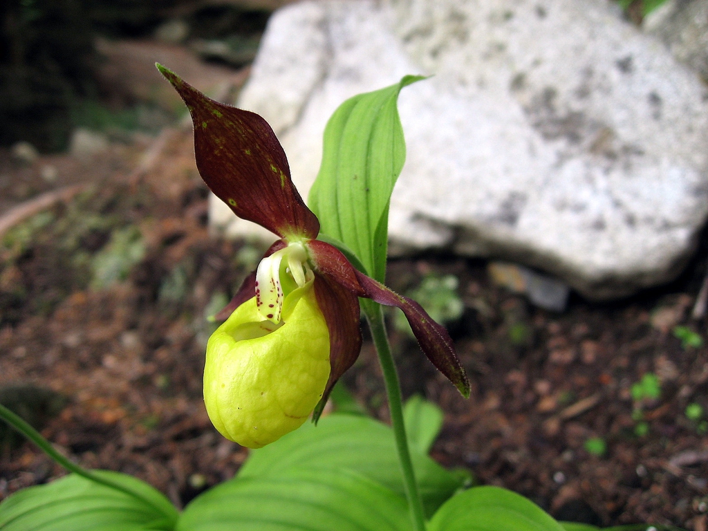 Cypripedium calceolus