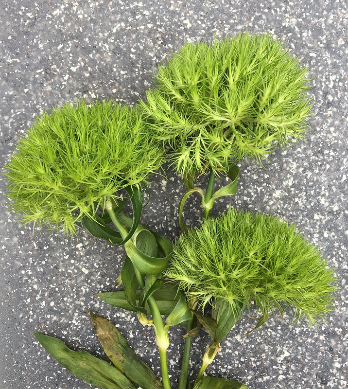 Dianthus barbatus (Sweet John, Sweet William) North Carolina