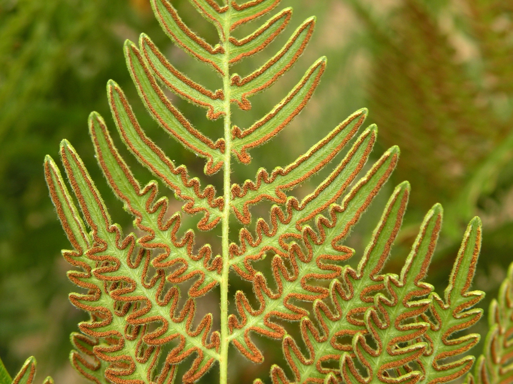 Pteridium aquilinum