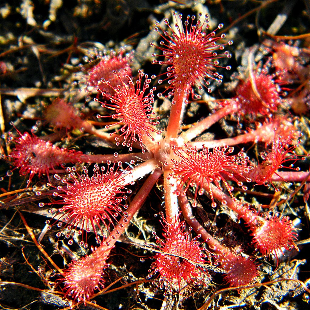 Drosera Capillaris Bog Sundew Pink Sundew North Carolina Extension 