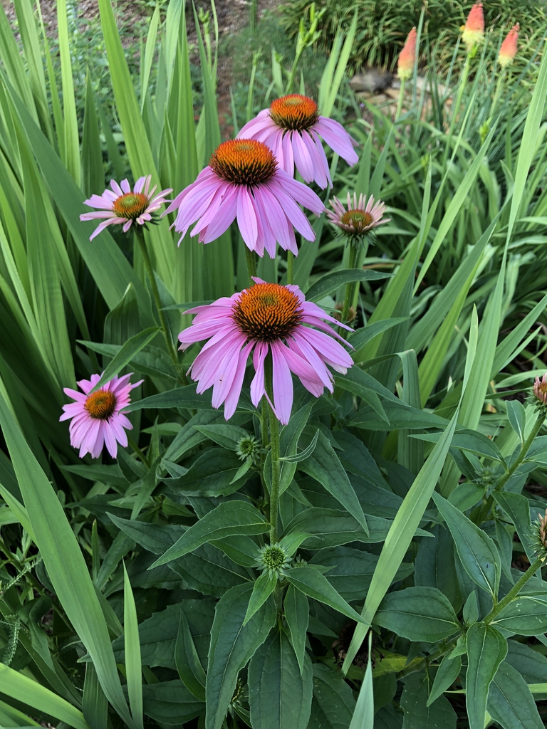 Habit, Wake County, NC