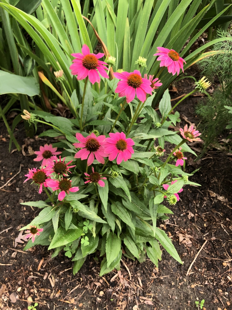 Echinacea angustifolia