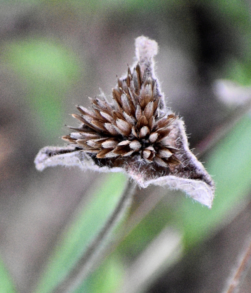 Seed Head Closeup - Mid. Oct. - Warren Co., NC