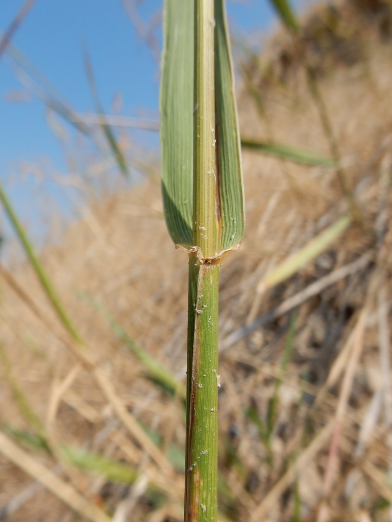 Elymus canadensis (Canada Wild Rye, Great Plains Wild Rye, Nodding Wild