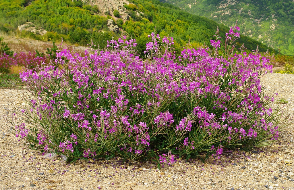 Epilobium angustifolium form