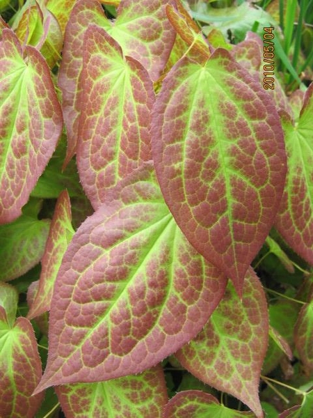 Epimedium grandiflorum 'Rose Queen'