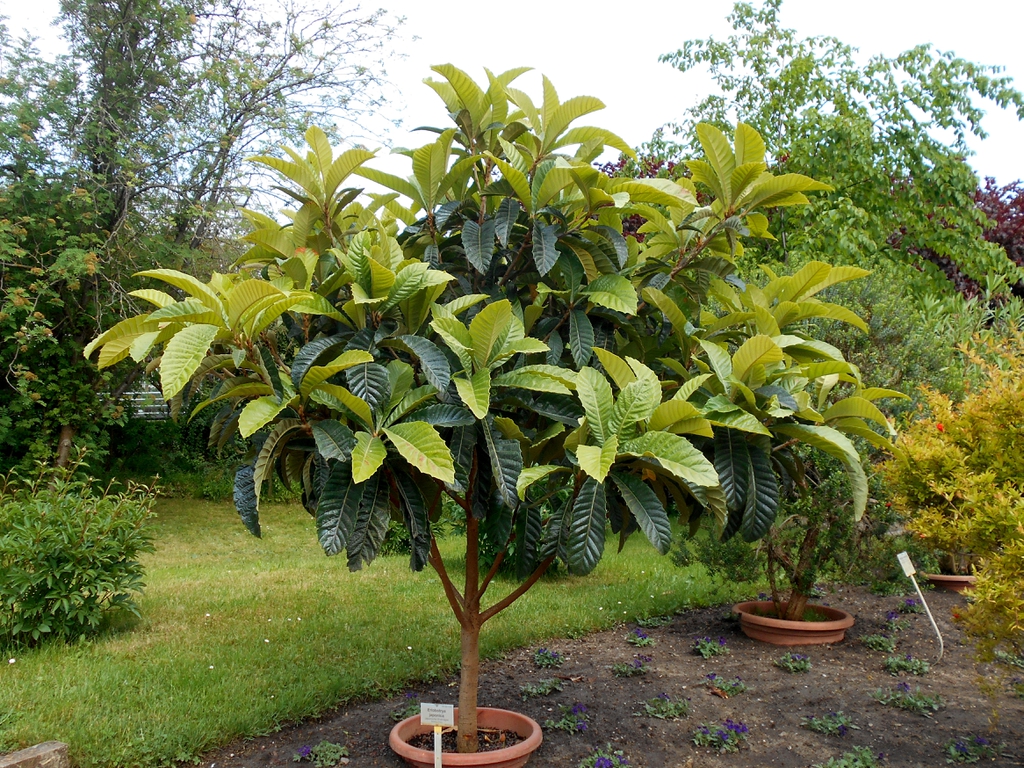 Nispero Tree