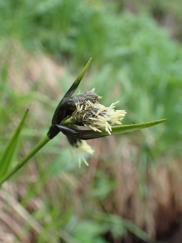 Eriophorum latifolia