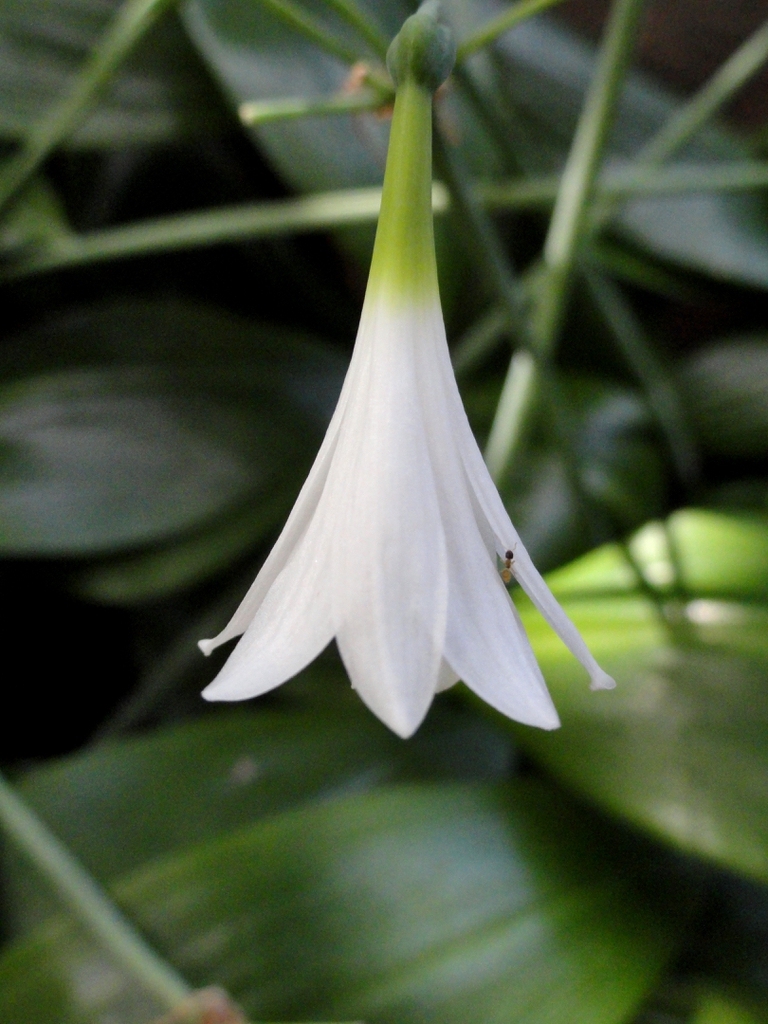 white flower