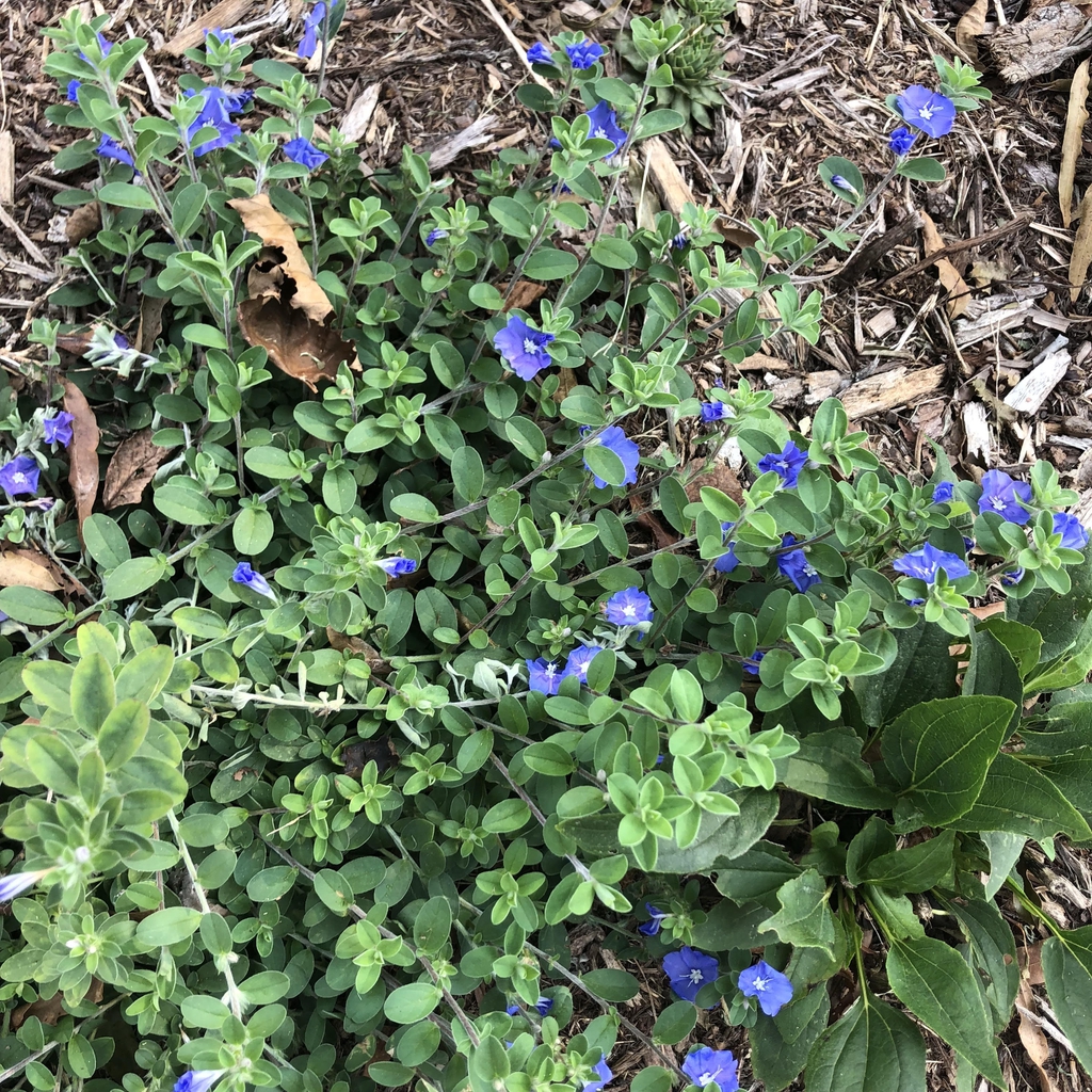 Evolvulus Glomeratus Blue Daze Brazillian Dwarf Morning Glory Dwarf Morning Glory North Carolina Extension Gardener Plant Toolbox