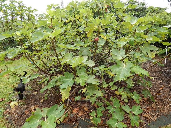 Ficus carica 'Brown Turkey'