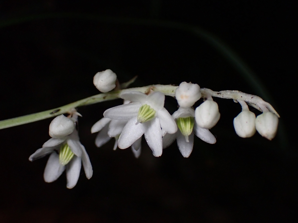 Flowers in July in Chiayi County, Taiwan