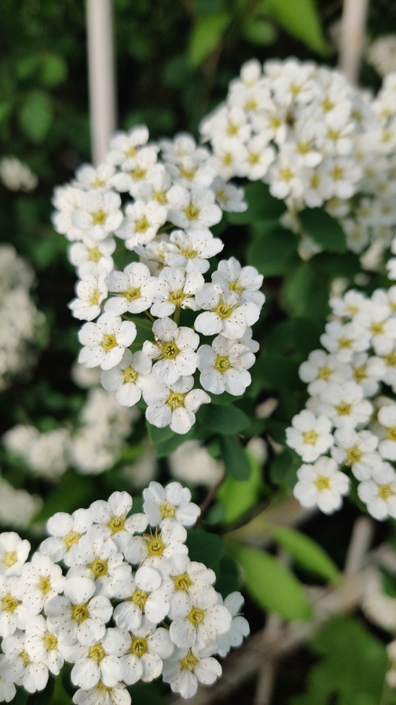 Flowers closeup in May in Minsk, Belarus