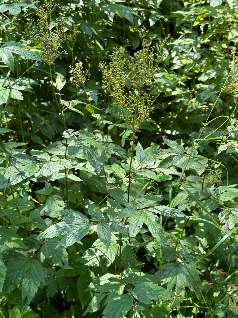 Form in July in Moscow, Russia