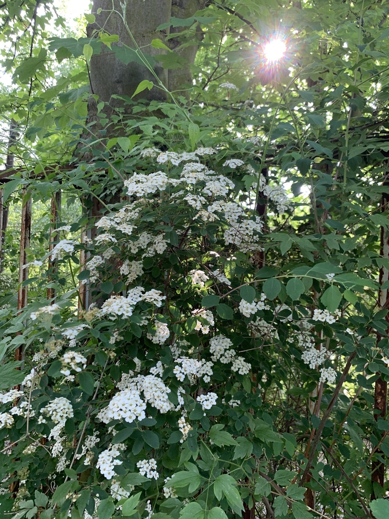 Form in May in Prague, Czechia