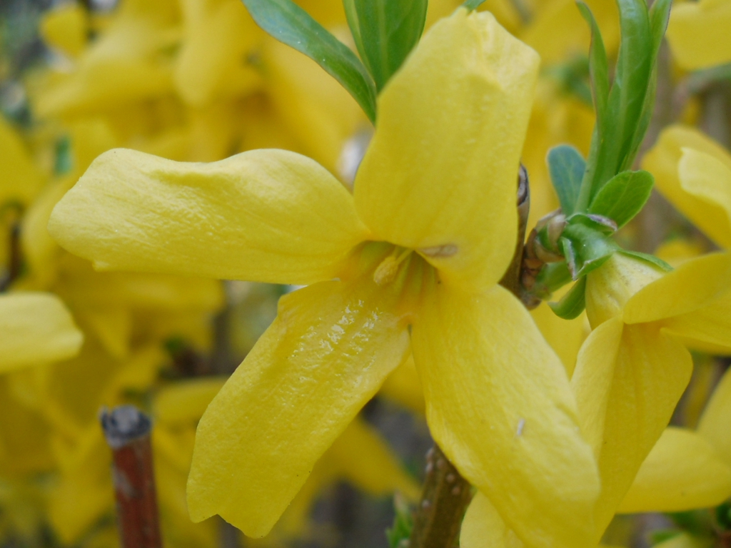 Forsythia (Easter Tree, Forsythia, Golden Bells)  North Carolina Extension  Gardener Plant Toolbox