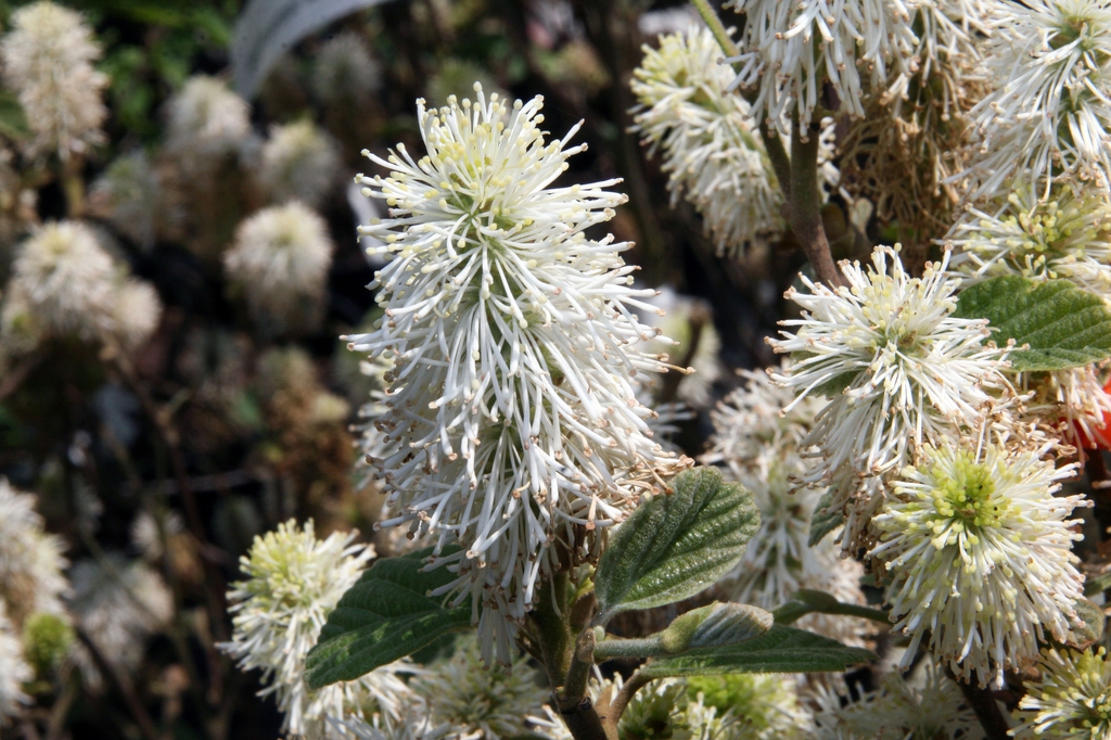 Fothergilla 'Mount Airy' (Dwarf Fothergilla, Mt. Airy Fothergilla