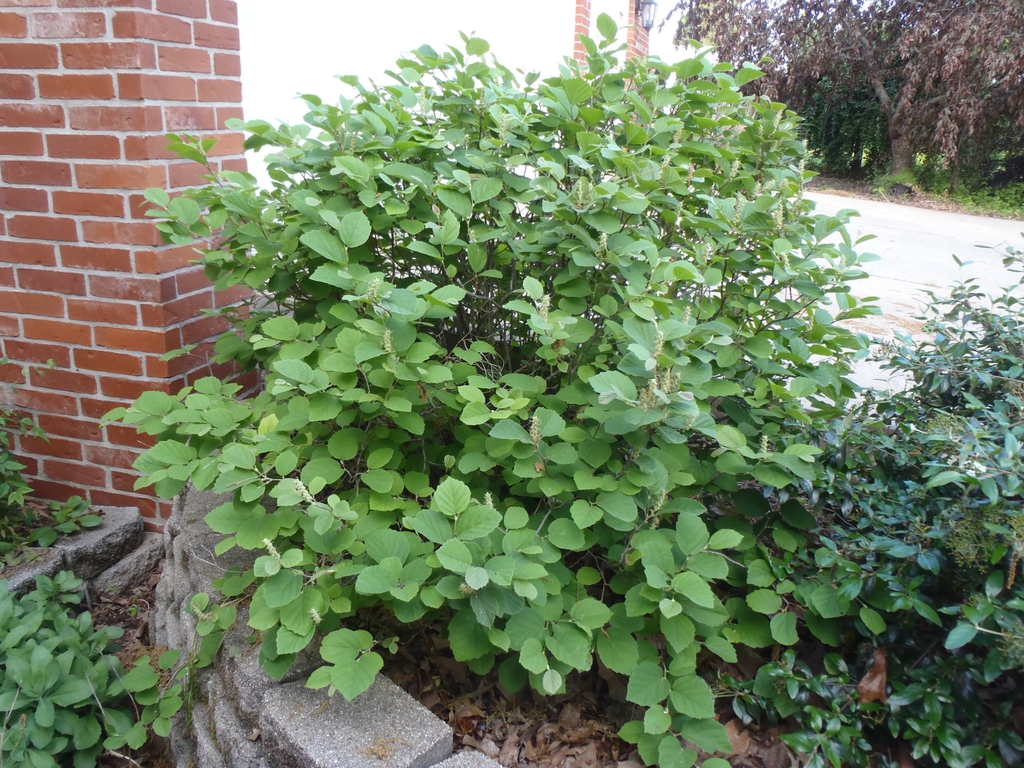 Fothergilla gardenii 'Mt Airy'