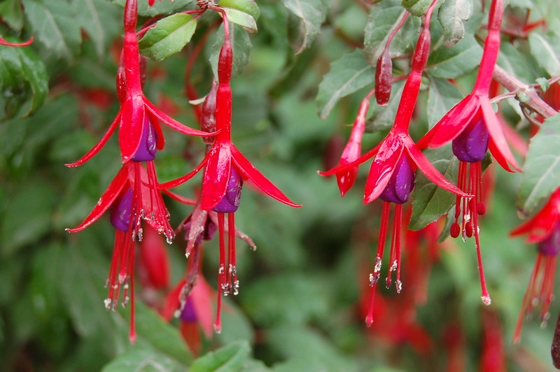 Pendulous red and purple flowers.
