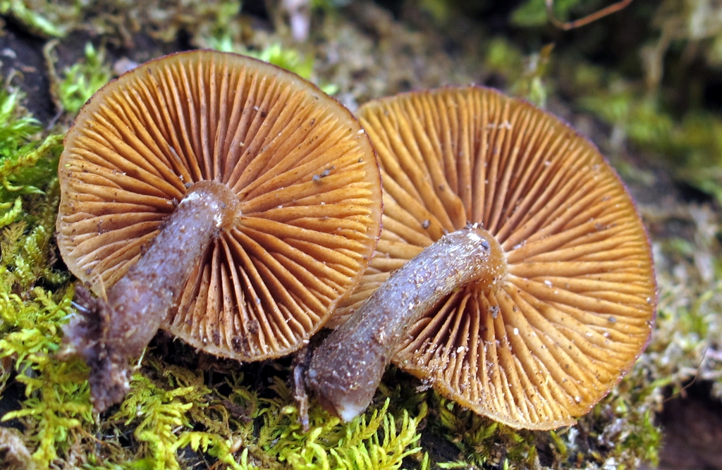 Underside of cap showing gills