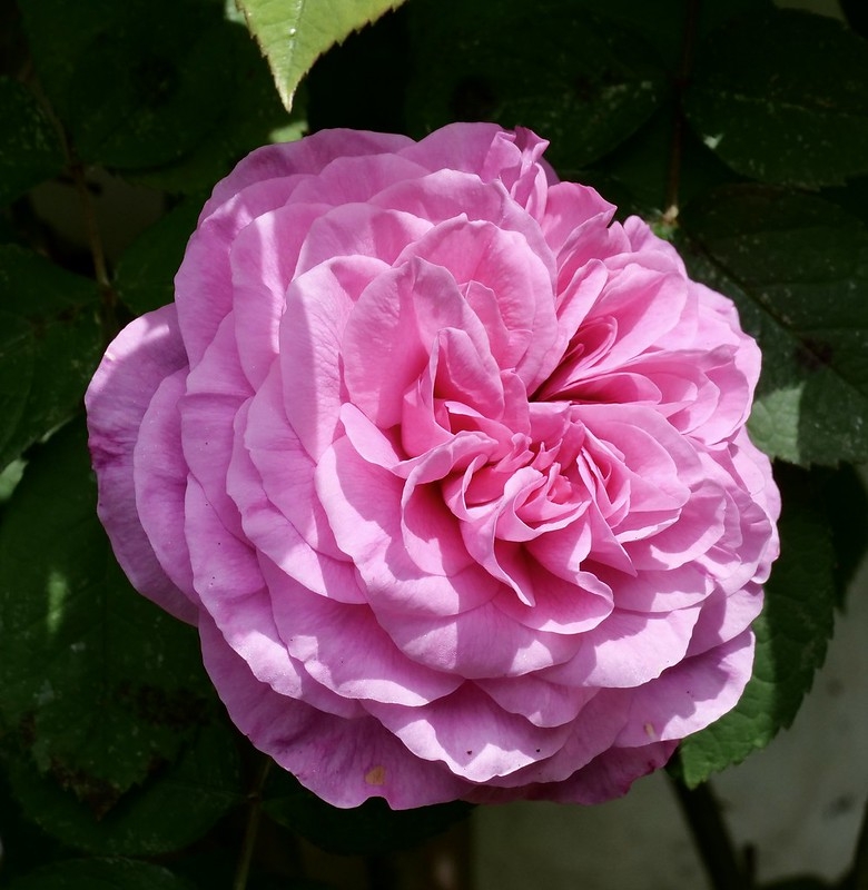 Rosa Gertrude Jekyll® 'AUSboard' (Gertrude Jekyll rose) | North ...