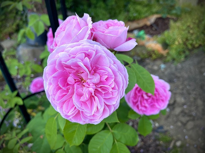 Rosa Gertrude Jekyll® 'AUSboard' (Gertrude Jekyll rose) | North ...