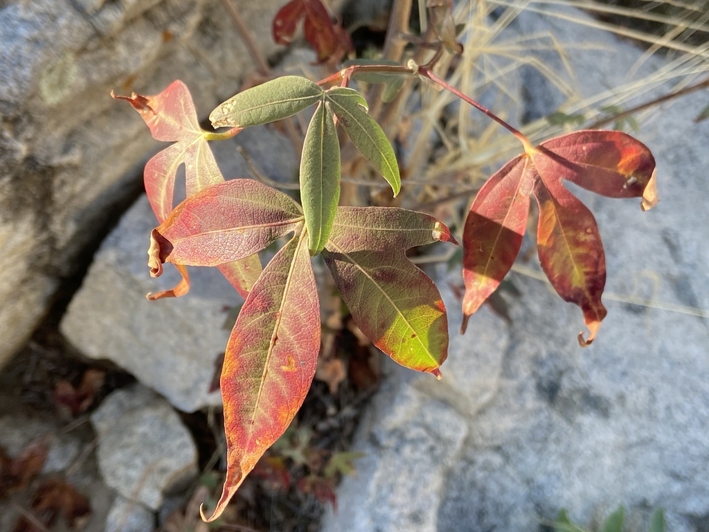 Fall leaf color