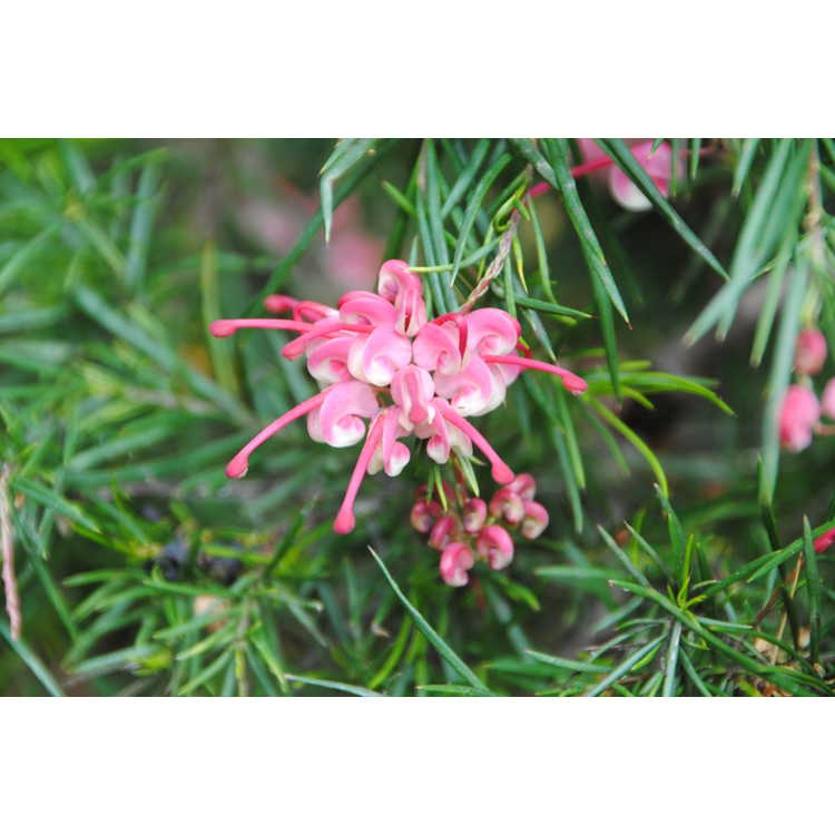 Flowers of G. rosmarinifolia